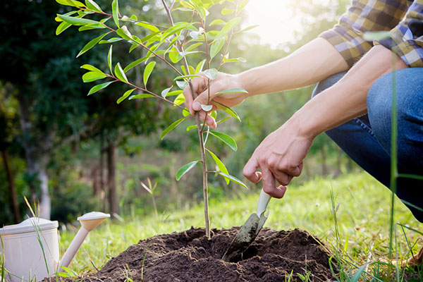 Planting new tree